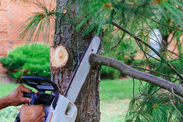 Professional Tree Removal and Landscaping Services in Staunton, VA